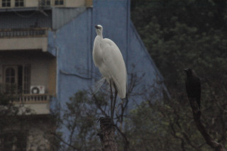 Uccelli dello sri lanka mi aiutate a identificarli ?
